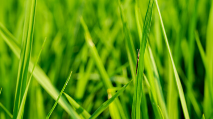 rice fields, rice plant, Oryza sativa, commonly known as Asian rice, is the plant species most...