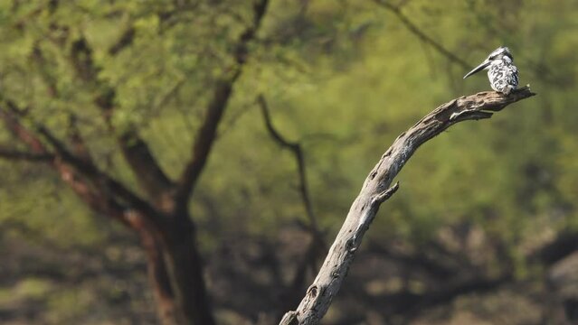 Full shot of pied kingfisher or Ceryle rudis perched in natural green background in winter season at keoladeo national park or bharatpur bird sanctuary rajasthan India asia