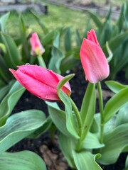 red tulips in garden