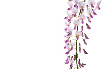 Branch of beautiful spring blooming Wisteria, isolated on white