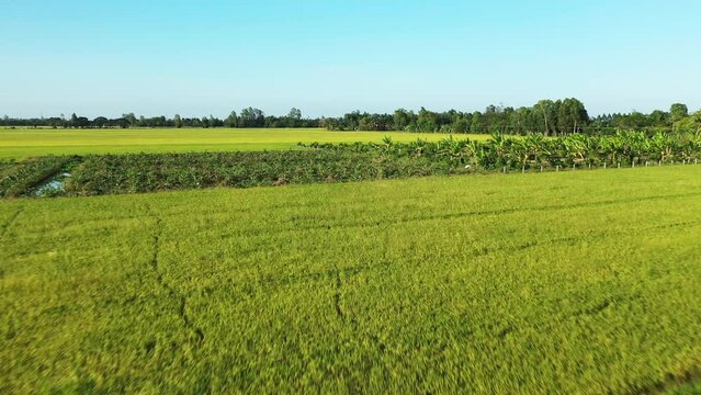 Green rice fields in Vietnamese countryside in Asia, Vietnam, Mekong Delta towards Can Tho in summer on a sunny day.