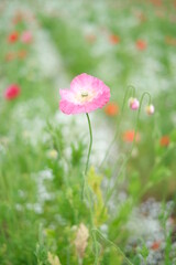 鴻巣ポピー祭り　カスミソウに映える可愛らしいポピーの花