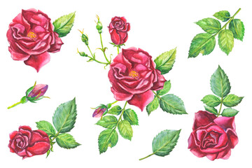 Naklejka premium Watercolor set of red roses and leaves. Hand drawn flower collection in realistic style. For the design of postcards, invitations, textiles.