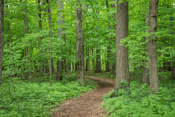 Obraz premium spring forest trail