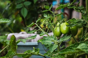 green tomato in the garden