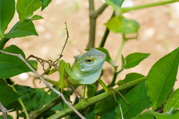 Lizard on the leaves 