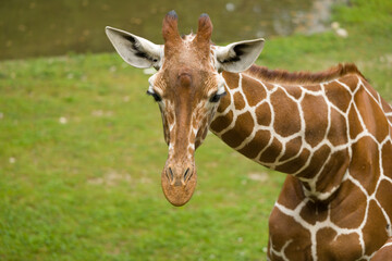giraffe eating grass