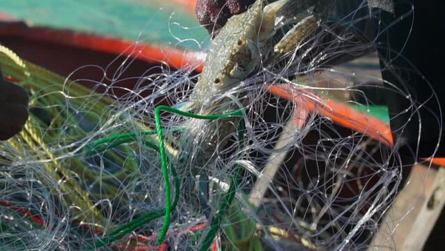 Close up fisherman hand catching crab from the sea