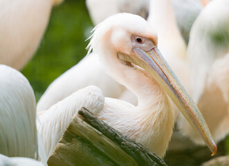 close up of a pelican
