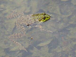 frog in water