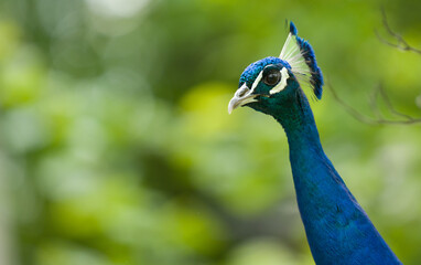close up of peacock