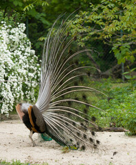 peacock with feathers out
