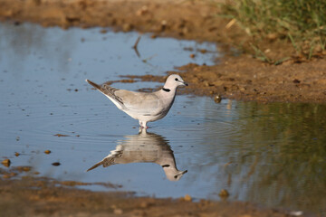 Cape Turtle Dove drinking water in the Kgalagadi, South Africa