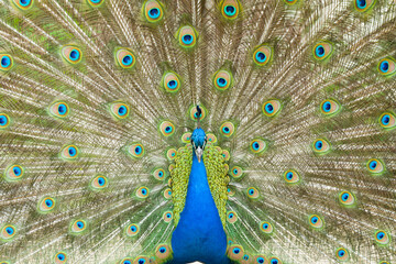 peacock with feathers out