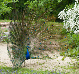 peacock with feathers out