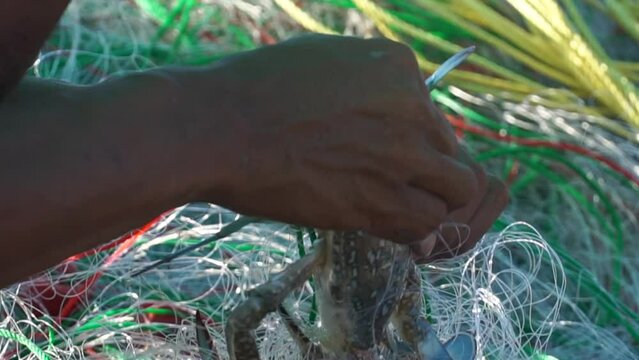 Close up fisherman hand catching crab from the sea