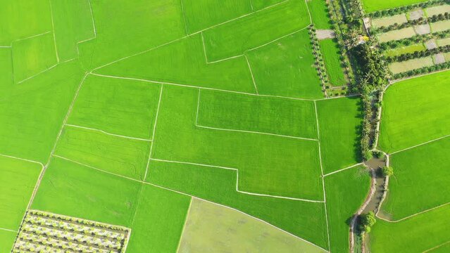 The lush patchwork rice fields in the countryside in Asia, between Vietnam and Cambodia, in the Mekong Delta, in summer on a sunny day.
