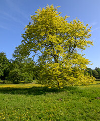 Gleditsia triacanthos sunburst, Meise botanic garden, Belgium