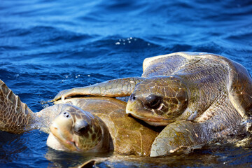 Mating of sea turtles in the open ocean. Olive ridley sea turtles or Lepidochelys olivacea during...