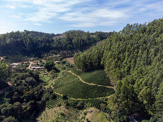 Fototapeta na wymiar beautiful eucalyptus plantation for pulp production in big farm in the mountains in countryside city - aerial view from drone
