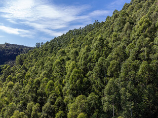 beautiful eucalyptus plantation for pulp production in big farm in the mountains in countryside city - aerial view from drone