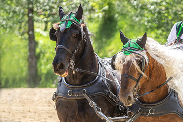Horse driving competition: Portrait of a team of two south german draft horses pulling a horse...
