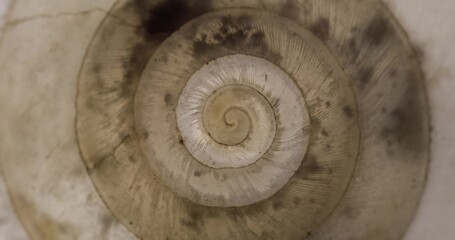 Rotating closeup of gastropod shell
