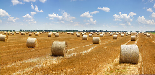 Crop wheat rolls of straw in a field after wheat harvested in agriculture farm, landscape rural scene, bread production concept, beautiful summer sunny day clouds in the sky - obrazy, fototapety, plakaty