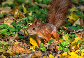 A stunning close-up of a European red squirrel looking for food.