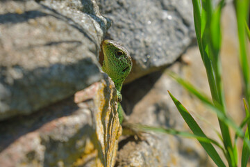 Eine grüne Zauneidechse sitzt zwischen Felsen und Gräsern n der Sonne 