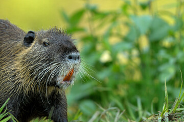 Nahaufnahme eines Nutria das im grünen sitzt und seine gelben Zähne seigt