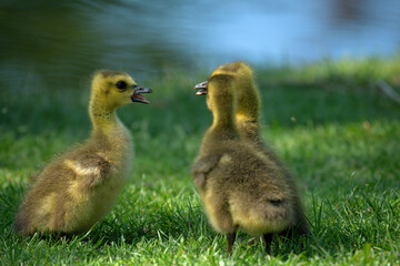 Kleine Gänseküken stehen im Gras an einem See und unterhalten sich