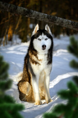 Portrait cute siberian husky dog in sunny evining forest