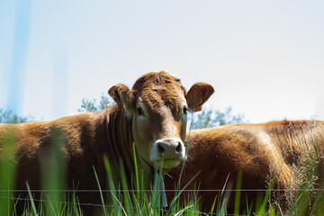 Cow on the field of grass in countryside