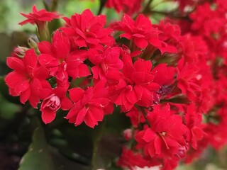 red flowers in a garden