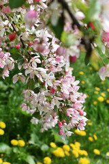 Flowering branch of the apple tree in full bloom