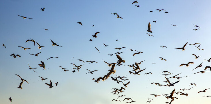 The birds flock flying in a sky.