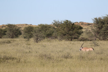 Gemsbok or South African Oryx, Kgalagadi Transfrontier Park, South Africa