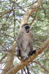 サバンナモンキーのオス