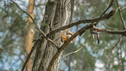 forest squirrel sits on a tree and eats a nut in a city park