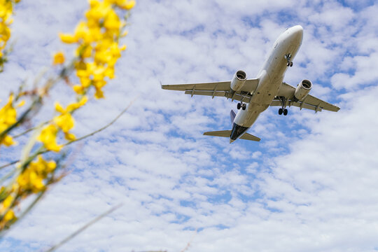 Airplane flying in blue sky and yellow flower