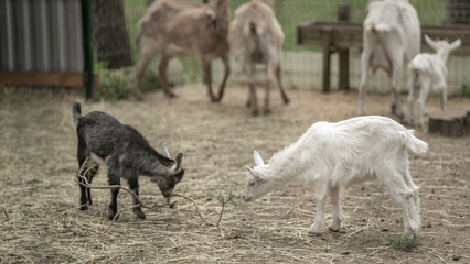 Obraz premium domestic goats, baby goats black and white, goat farm, home farming concept
