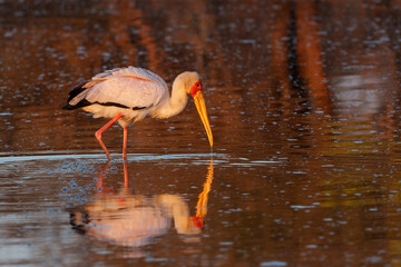 Yellow-billed stork (Mycteria ibis) searching for food in the warm morning light in the water of...