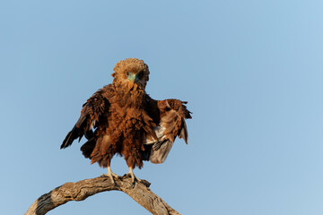 Juvenile bateleur(Terathopius ecaudatus) in a tree in the first warm light preparing for the first   morning flight in Kruger National Park in South Africa