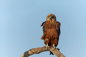Juvenile bateleur(Terathopius ecaudatus) in a tree in the first warm light preparing for the first   morning flight in Kruger National Park in South Africa