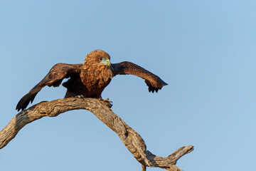 Juvenile bateleur(Terathopius ecaudatus) in a tree in the first warm light preparing for the first   morning flight in Kruger National Park in South Africa
