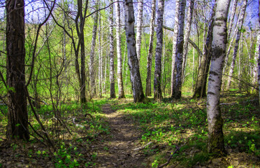 trees in the spring forest, against the background of sprouting grass and flowers