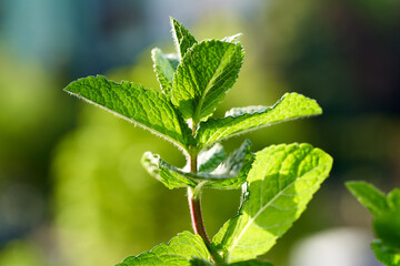 Peppermint herb growing outdoors on a sunny day