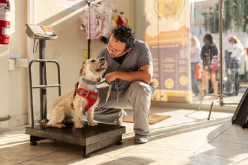 Veterinarian weighing dog in clinic