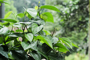 Green betel leaf, herbal plants that have many health benefits.